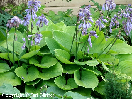  Hosta Tarhafunkia-Ryhm 'Sum and Substance', jalokuunlilja